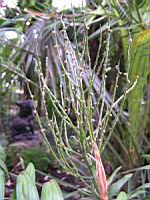 Chamaedorea Elegans (fam. Arecacees) (Mexique, Guatemala, Belize) (1) (Photo F. Mrugala)